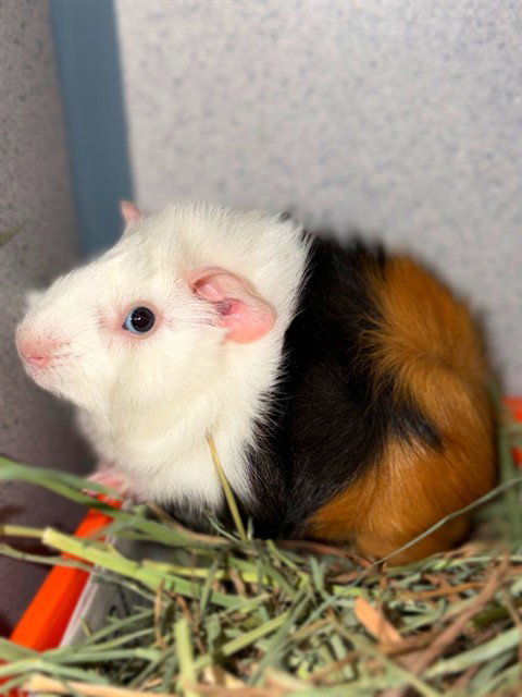 Olaf, Guinea Pig (medium coat)