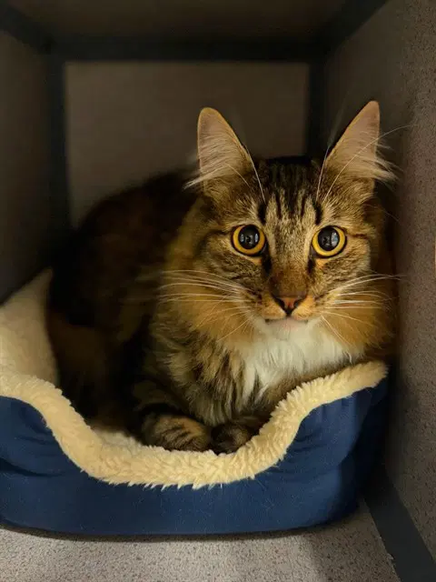 Fuzzy - Domestic Long Hair