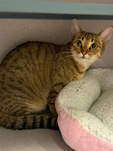 Shy - Domestic Short Hair