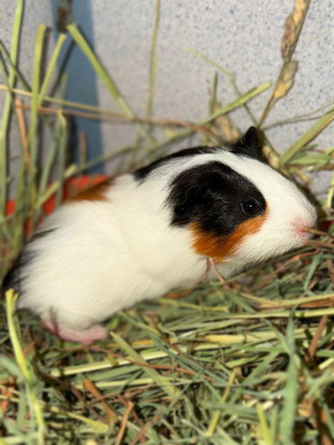 Elsa, Guinea Pig (medium coat)