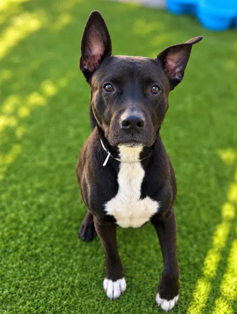 Gizmo - Pit Bull Terrier