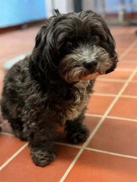 Toby - Havanese
