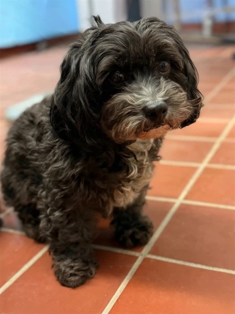 Toby