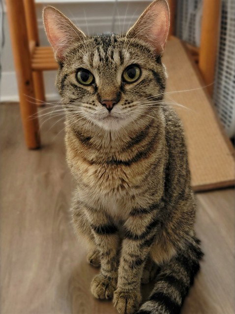 TIGGER