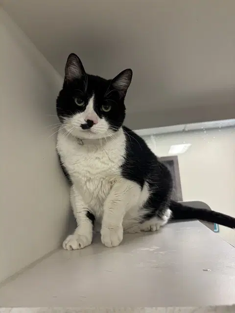 Storm - Domestic Short Hair