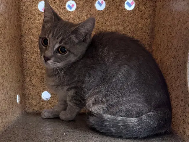 Aubrey - Domestic Short Hair