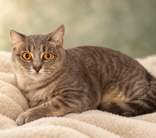 Aubrey, Domestic Short Hair (medium coat)