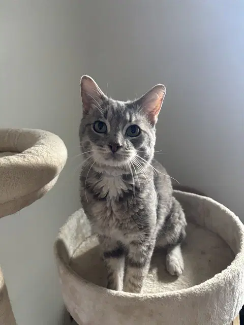 Hardy Har - Domestic Short Hair