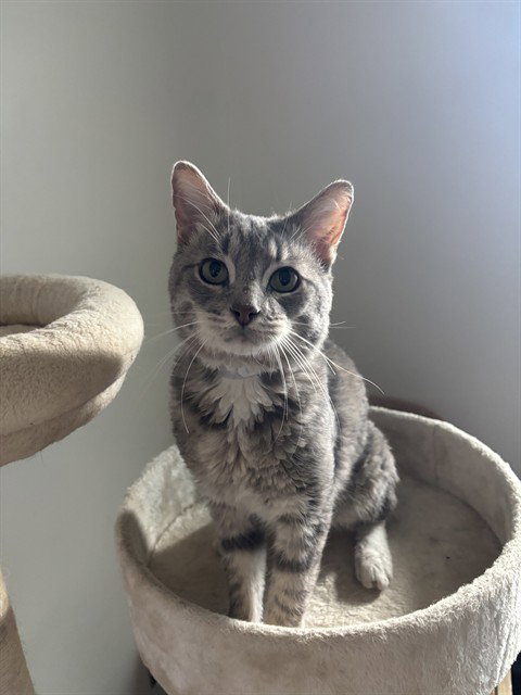 Hardy Har, Domestic Short Hair (medium coat)