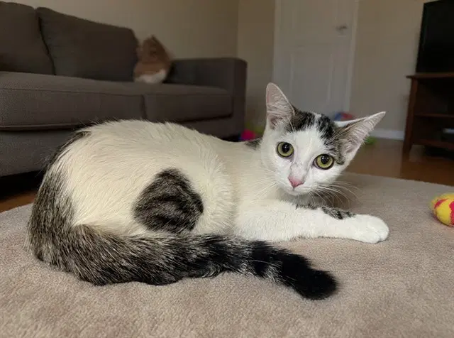 Ayla - Domestic Short Hair