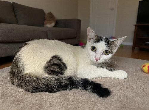 Ayla, Domestic Short Hair (medium coat)
