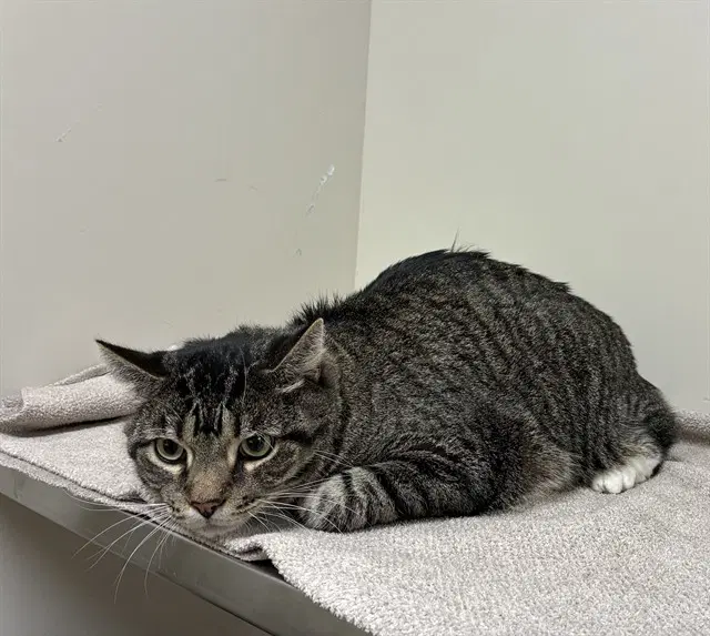 Jax - Domestic Short Hair