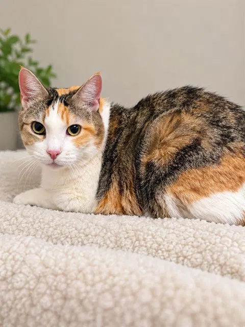 Noel - Domestic Short Hair