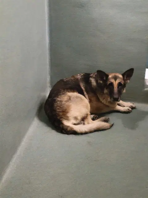 Kira - German Shepherd Dog