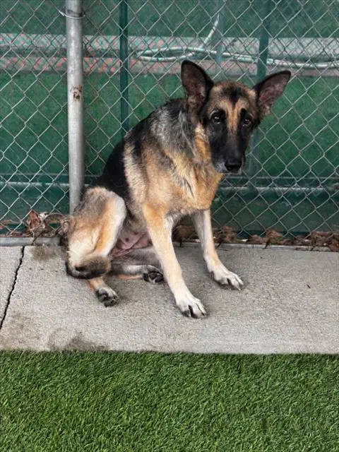 Kira - German Shepherd Dog