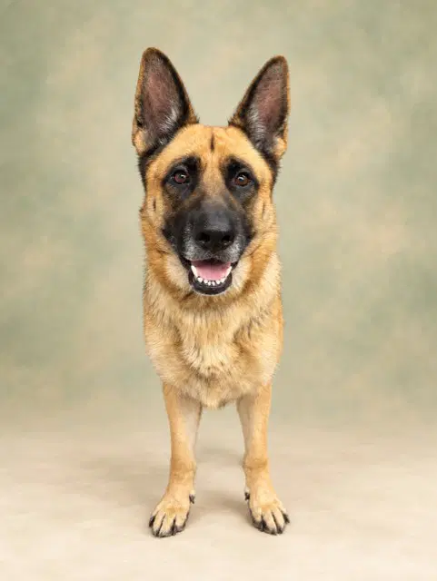 Unknown - German Shepherd Dog