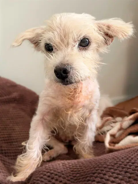 Goldie - Terrier