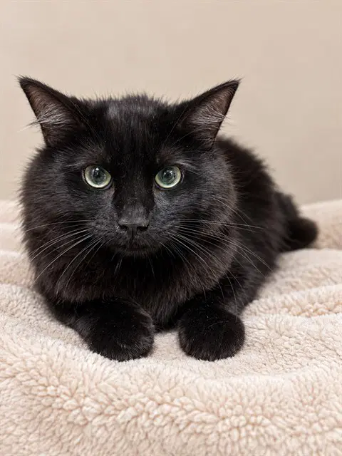 Ms Bellum - Domestic Medium Hair