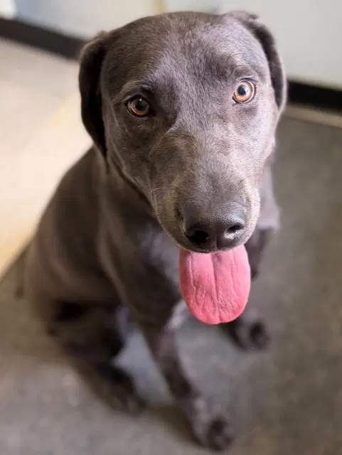 Shadow - Labrador Retriever