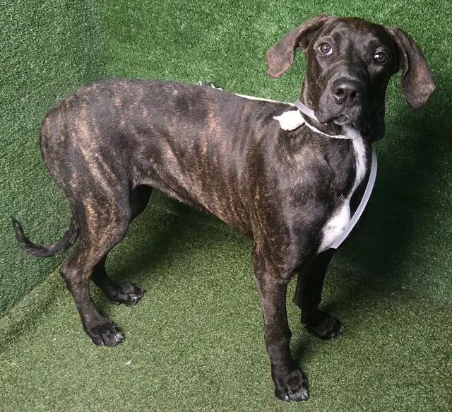 Nova - Cane Corso Mastiff