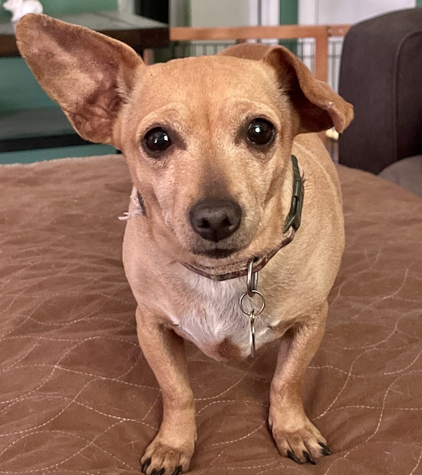 Nala