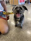 adoptable Dog in ct, CT named Toto
