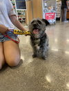 Toto - Photo 2