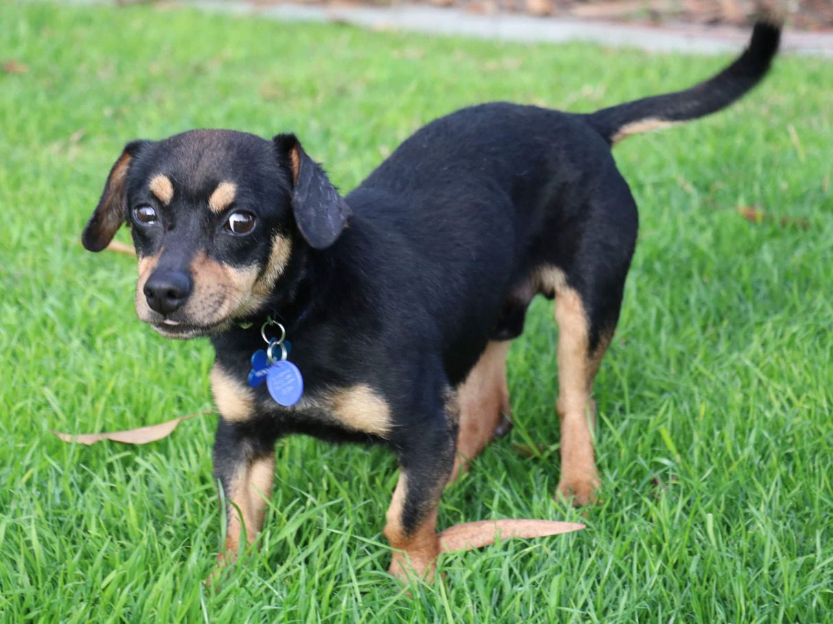 adoptable Dog in Victorville, CA named Rollo