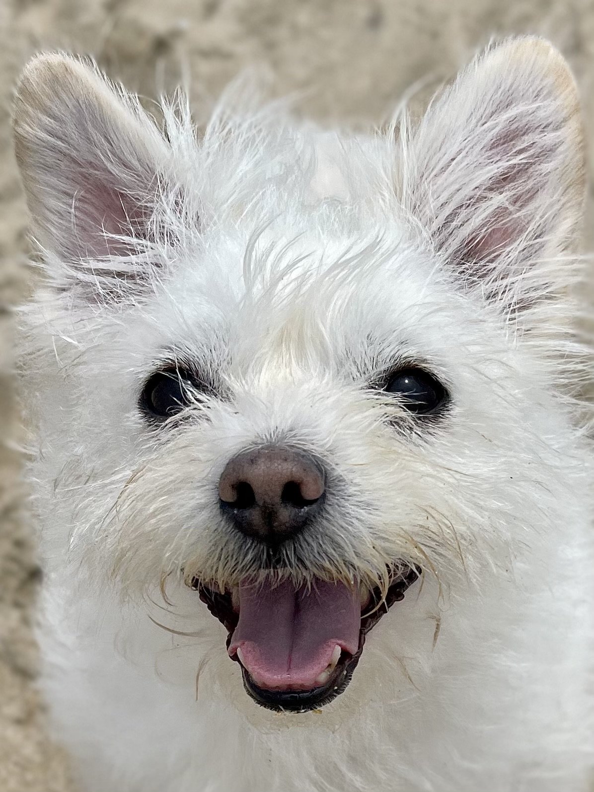 adoptable Dog in Victorville, CA named Drake