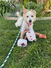 adoptable Dog in tustin, CA named Happy