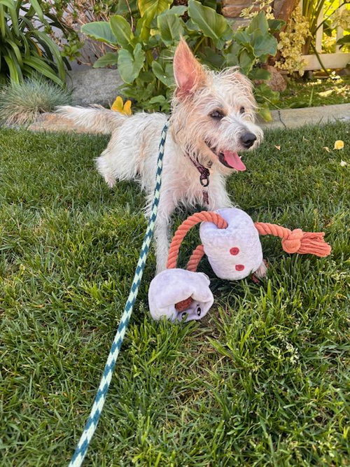 HAPPY - Terrier available for adoption