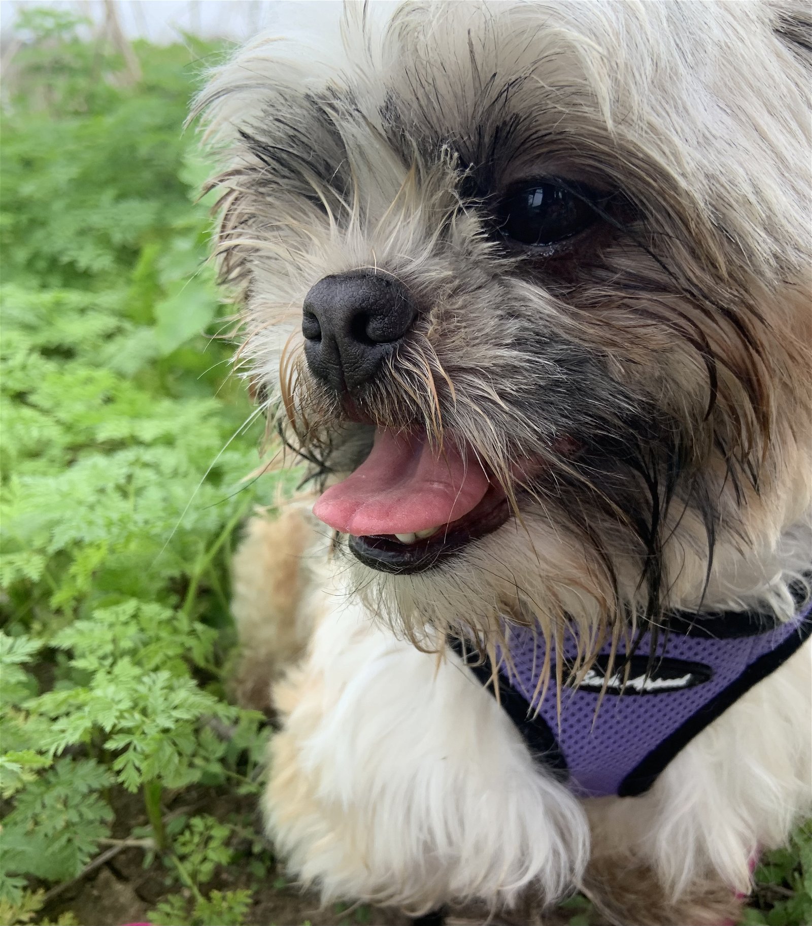 adoptable Dog in Tustin, CA named Wally