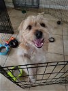 adoptable Dog in tustin, CA named Bowser