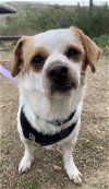 adoptable Dog in tustin, CA named Monkey