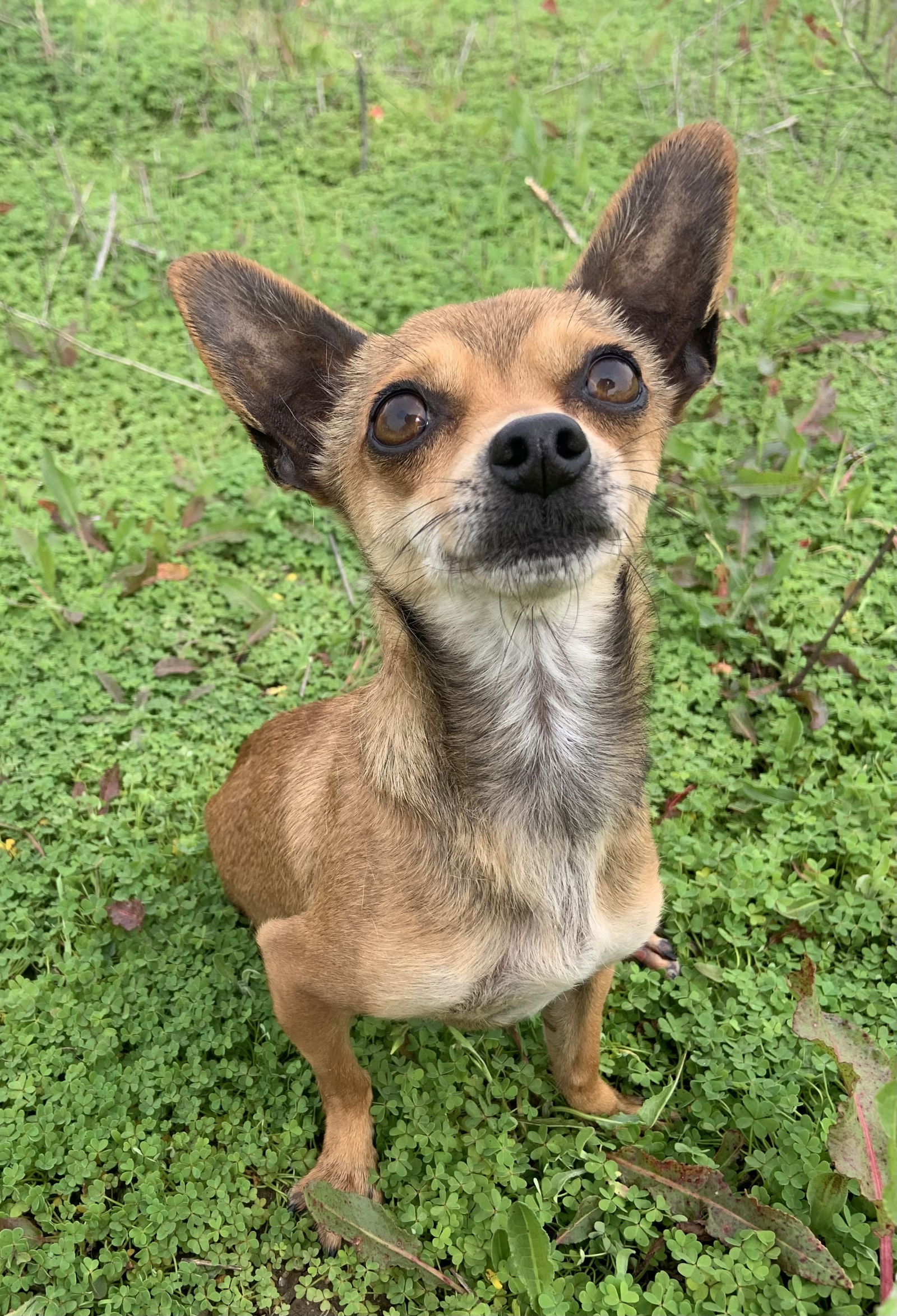 adoptable Dog in Tustin, CA named Riley