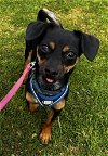 adoptable Dog in tustin, CA named Fern