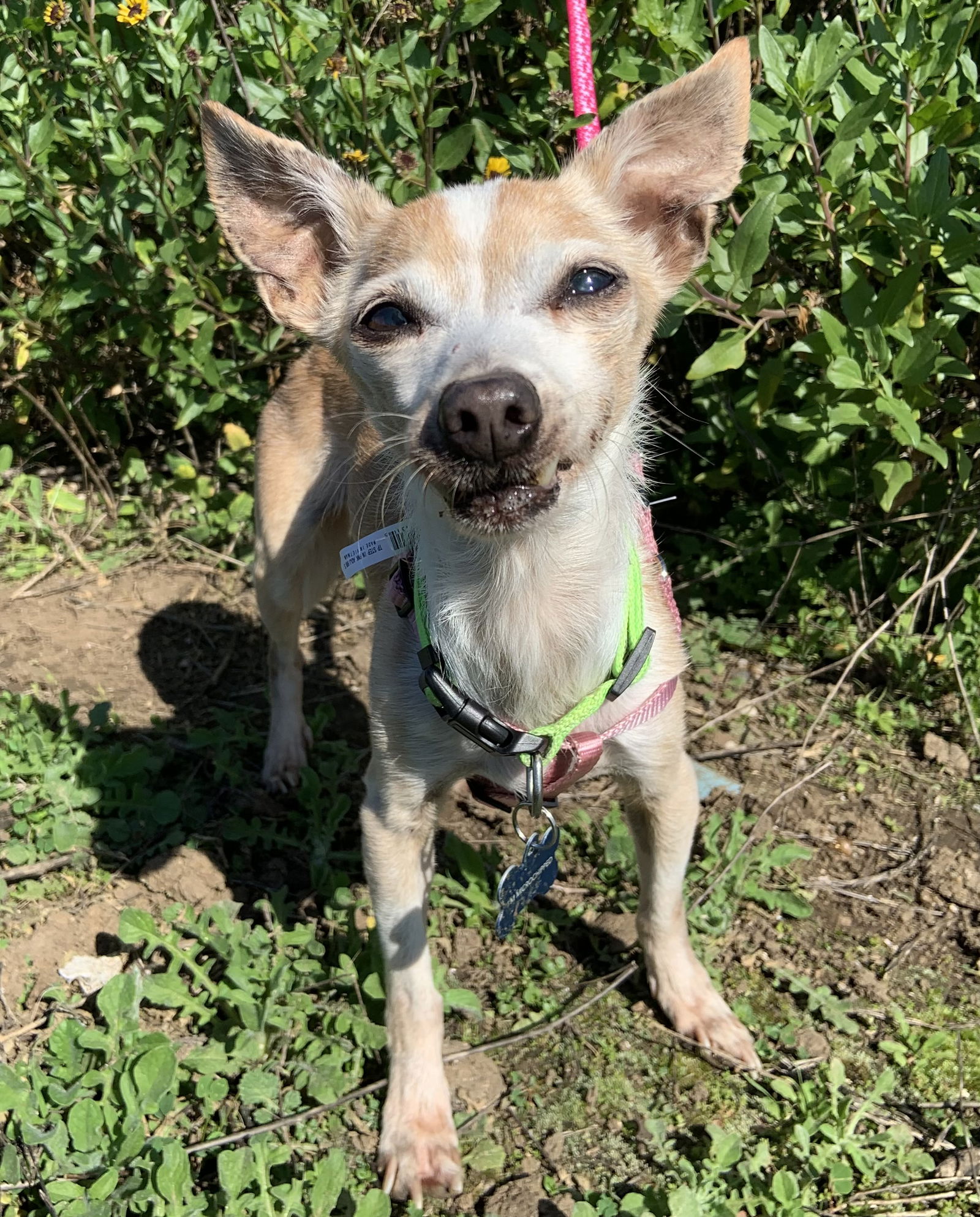 adoptable Dog in Tustin, CA named Coco