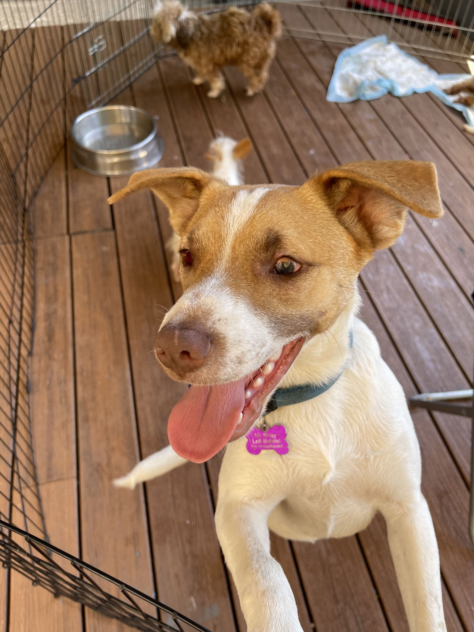 adoptable Dog in Victorville, CA named Logan