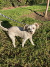 adoptable Dog in  named Julian