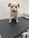 Chip - Photo 2