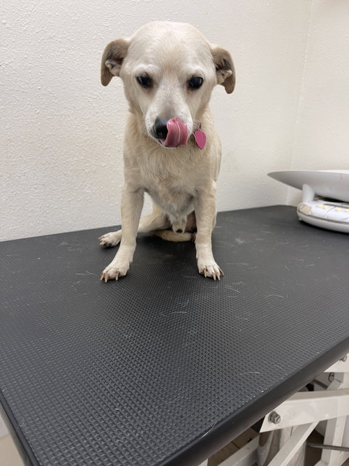 CHIP - Chihuahua available for adoption
