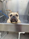 adoptable Dog in  named Charlotte