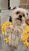 adoptable Dog in  named Scrappy