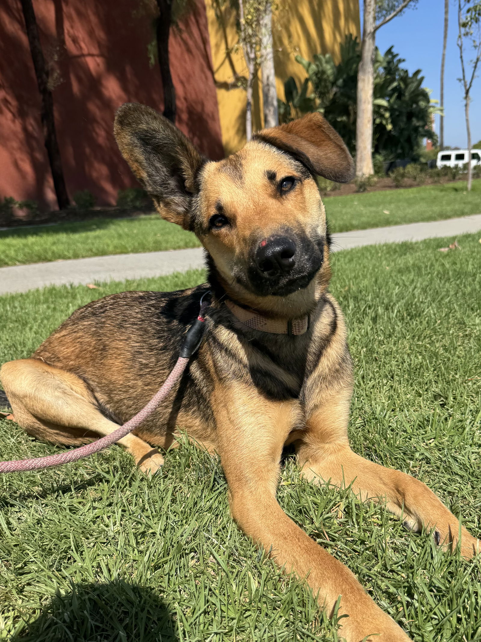 adoptable Dog in Apple Valley, CA named Rocket