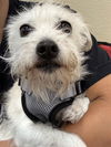 adoptable Dog in  named Isabella