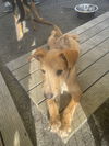 adoptable Dog in  named Luca