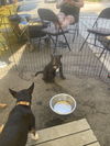 adoptable Dog in tustin, CA named Zara