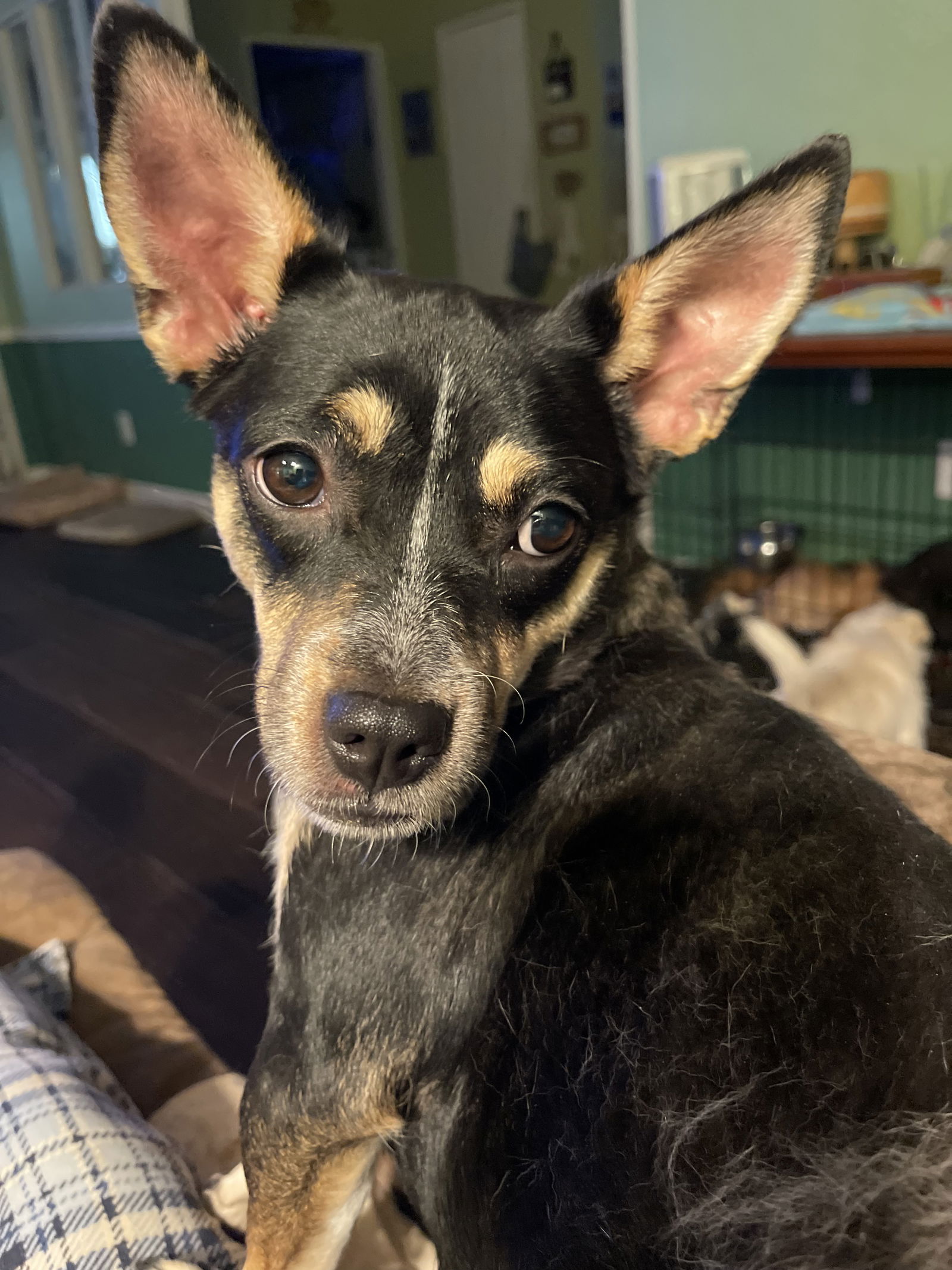 adoptable Dog in Apple Valley, CA named Temu