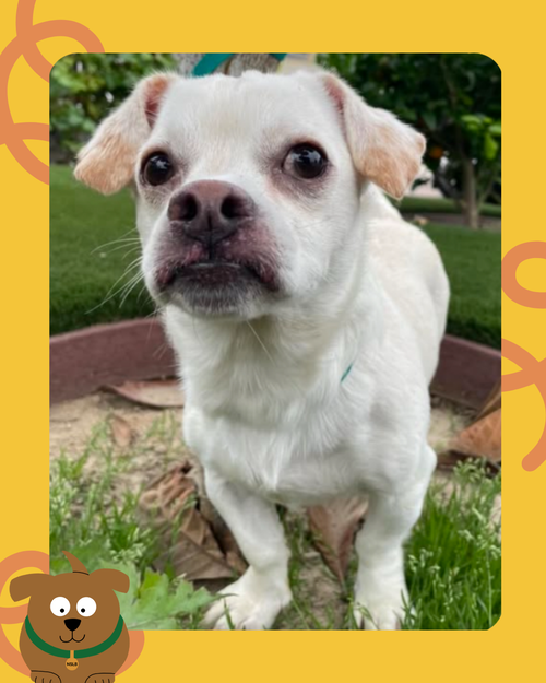 BUGSY - Beagle / Chihuahua available for adoption