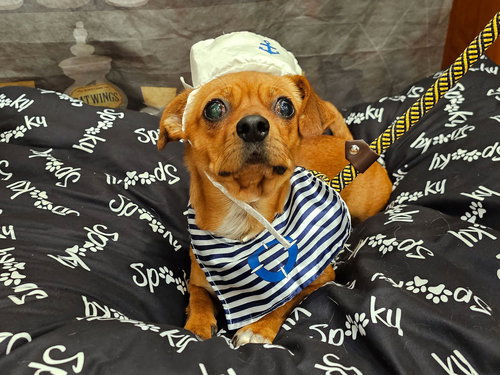 PAPPY - Chihuahua available for adoption